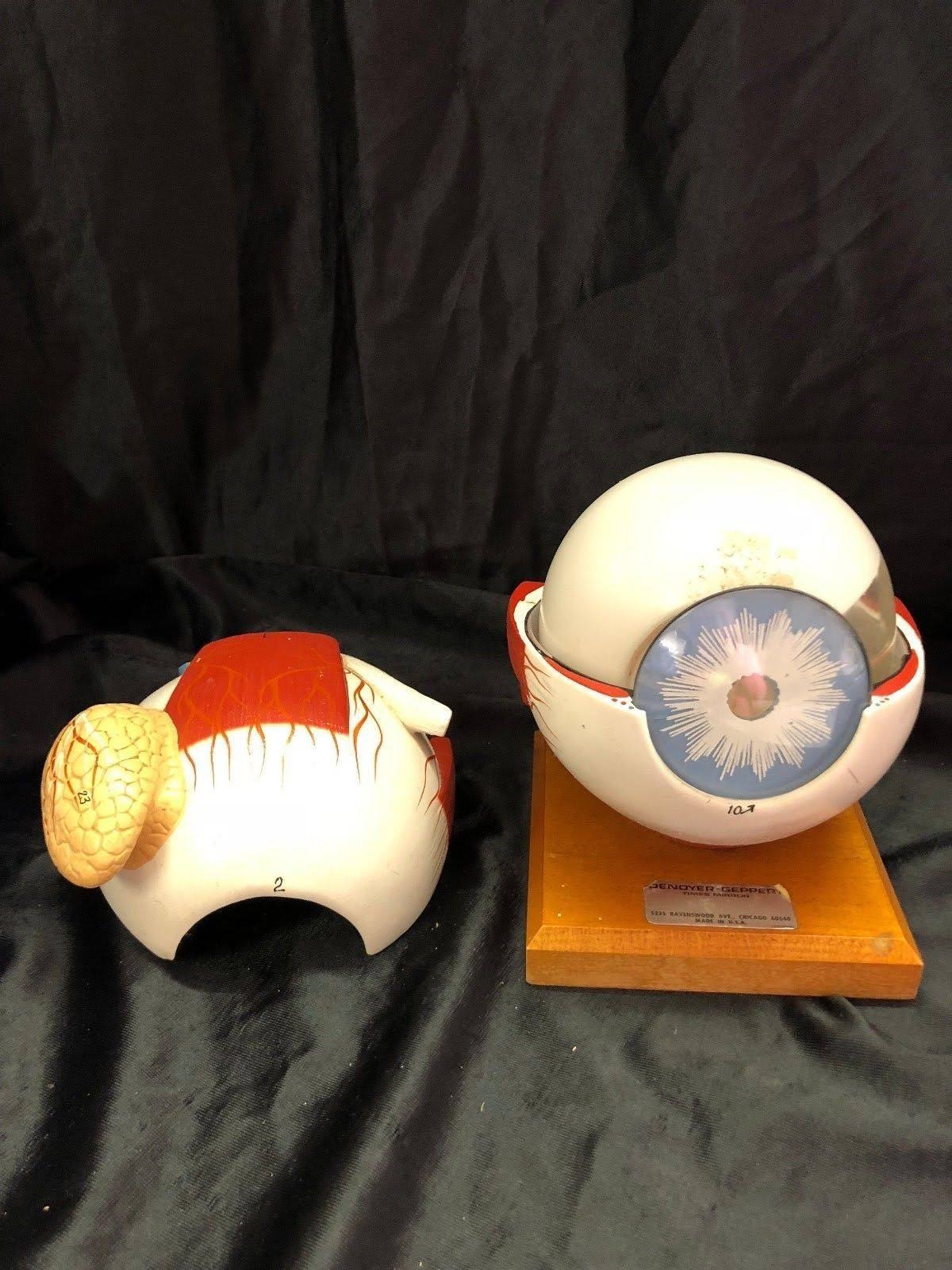 Giant Five Part Eye Anatomical Model M427221