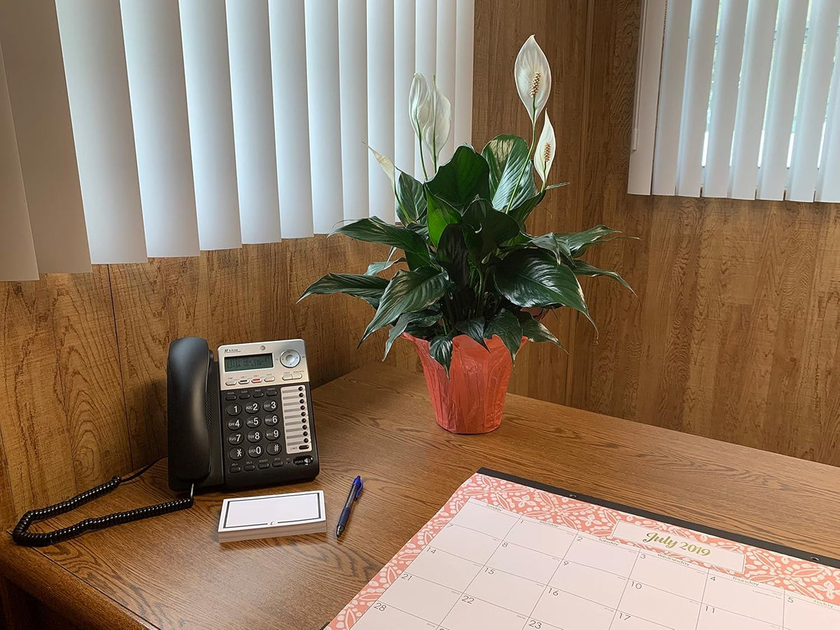 6" Pot Spathiphyllum Plant B36704