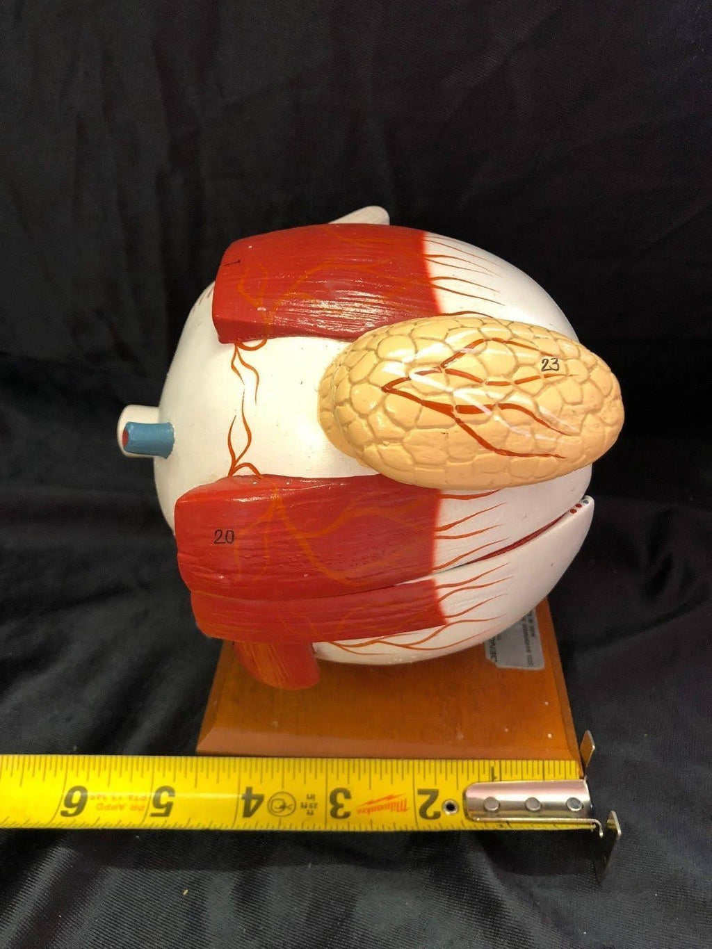 Giant Five Part Eye Anatomical Model B594