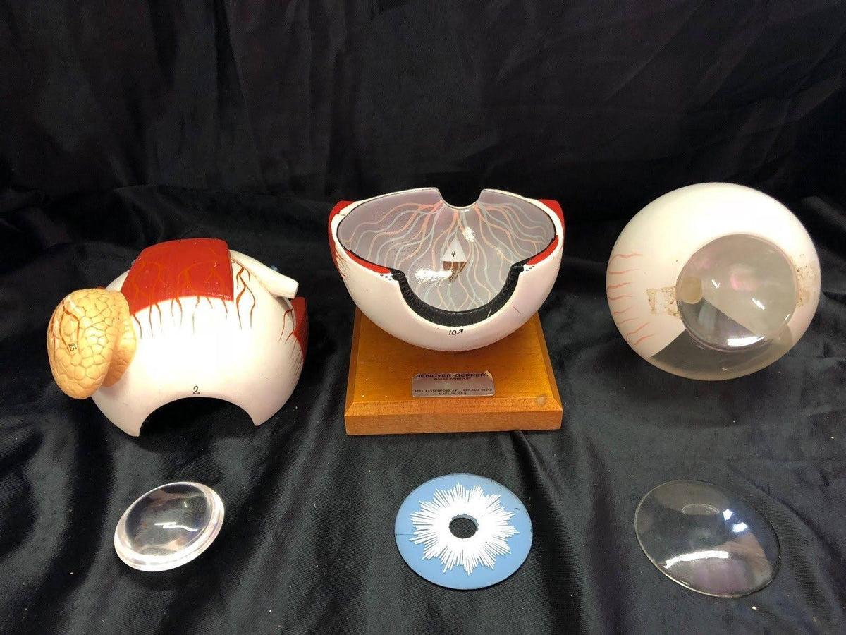 Giant Five Part Eye Anatomical Model M427221