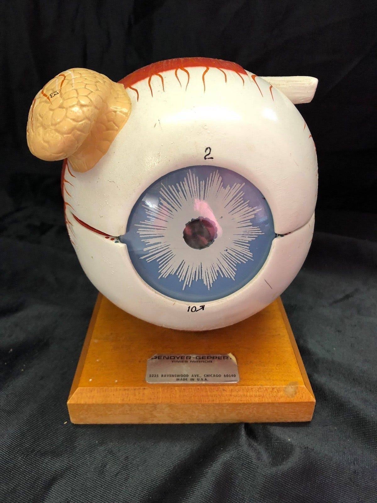 Giant Five Part Eye Anatomical Model B594