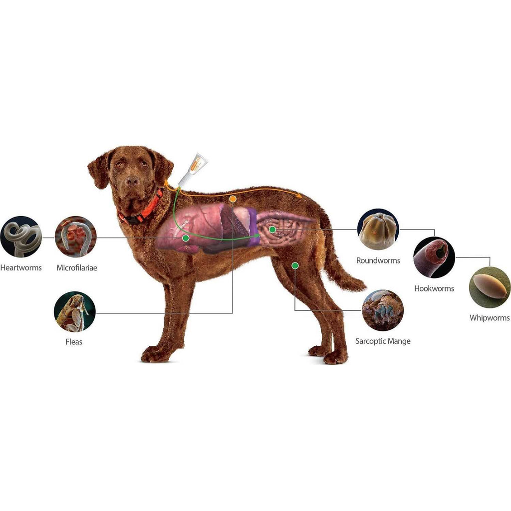 Advantage Multi for Dogs D94225
