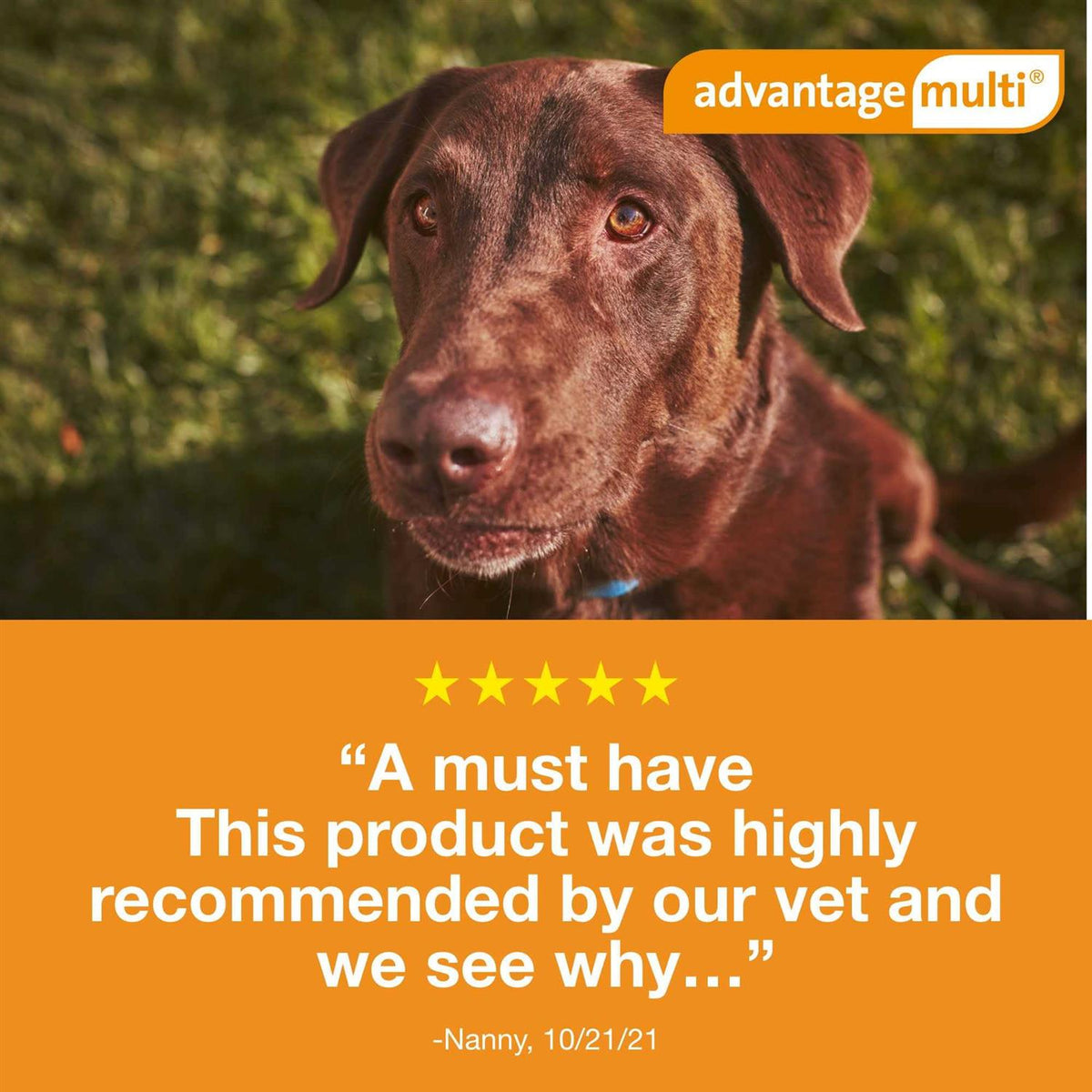 Advantage Multi for Dogs Z6366