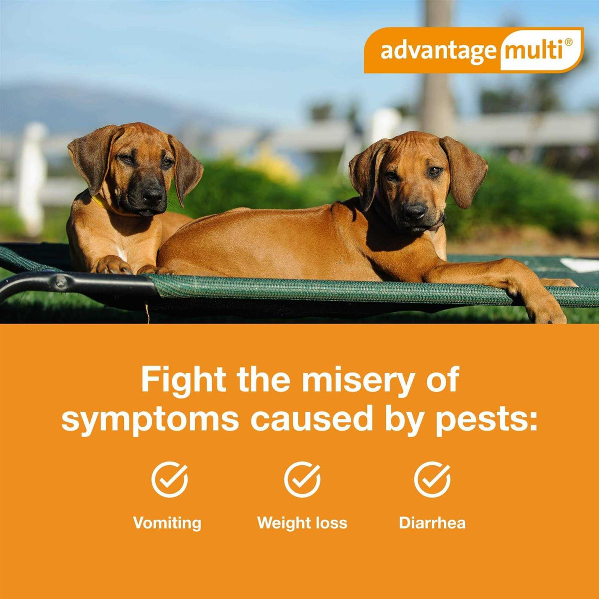 Advantage Multi for Dogs D94225