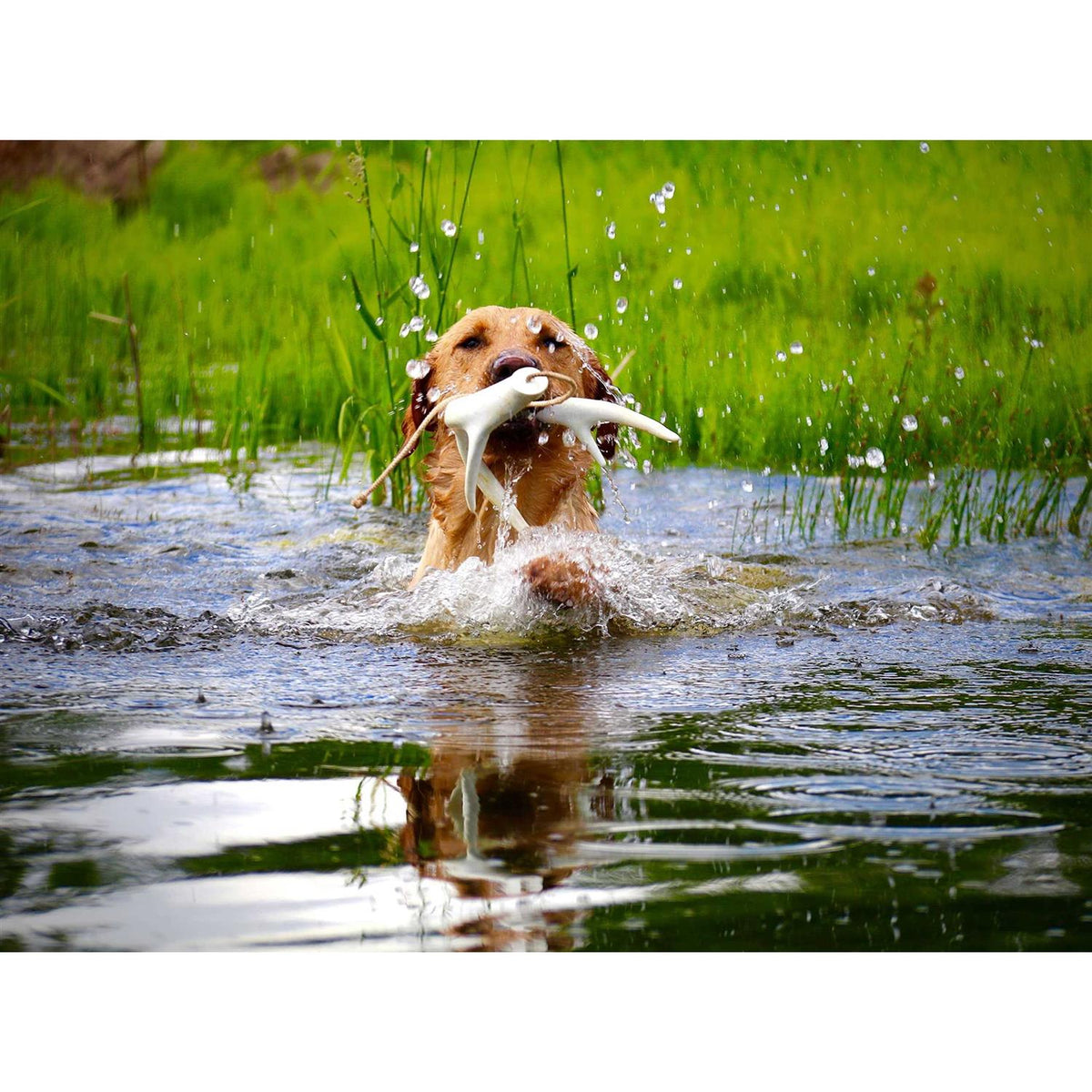 Dog Training Antler Retrieving System W254