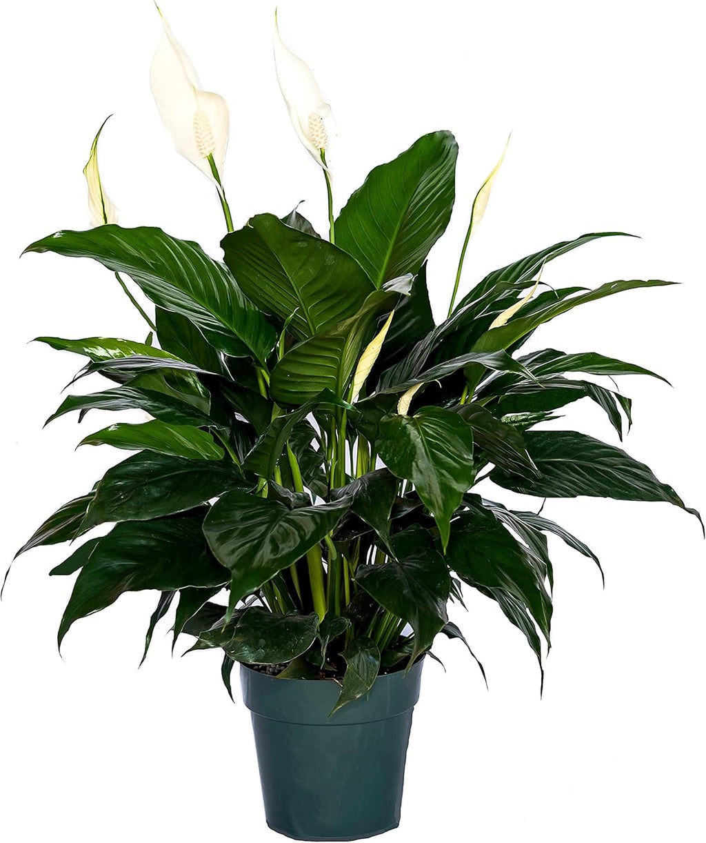 6" Pot Spathiphyllum Plant B36704