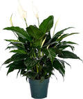 6" Pot Spathiphyllum Plant B36704