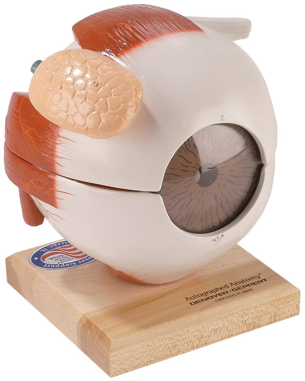 Giant Five Part Eye Anatomical Model M427221