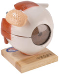 Giant Five Part Eye Anatomical Model B594