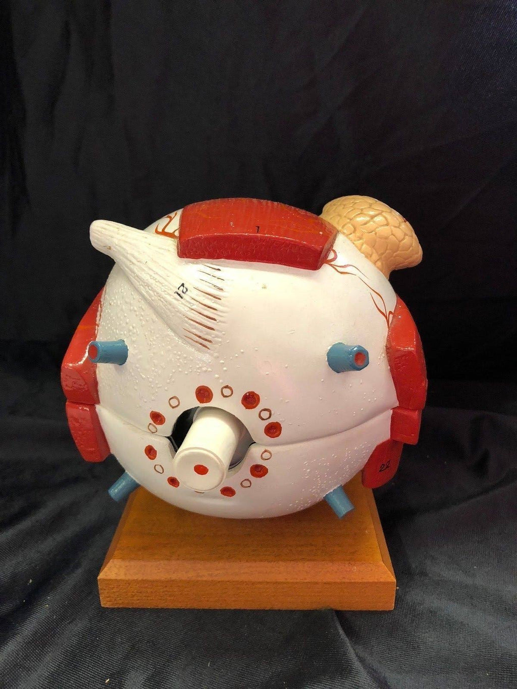 Giant Five Part Eye Anatomical Model M427221