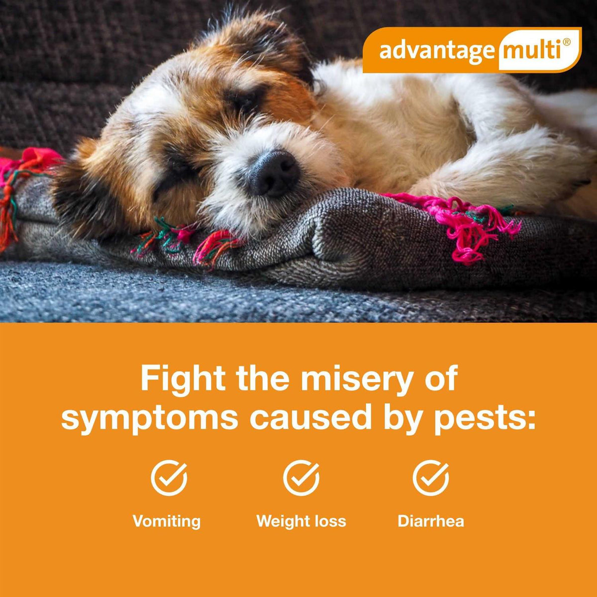 Advantage Multi for Dogs Z55082