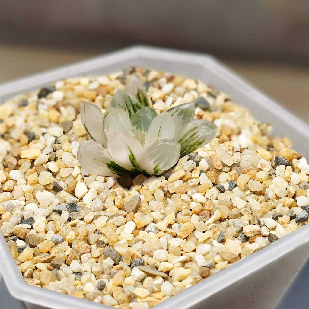 Coarse Sand Stone Silica Sand for Plants A298979