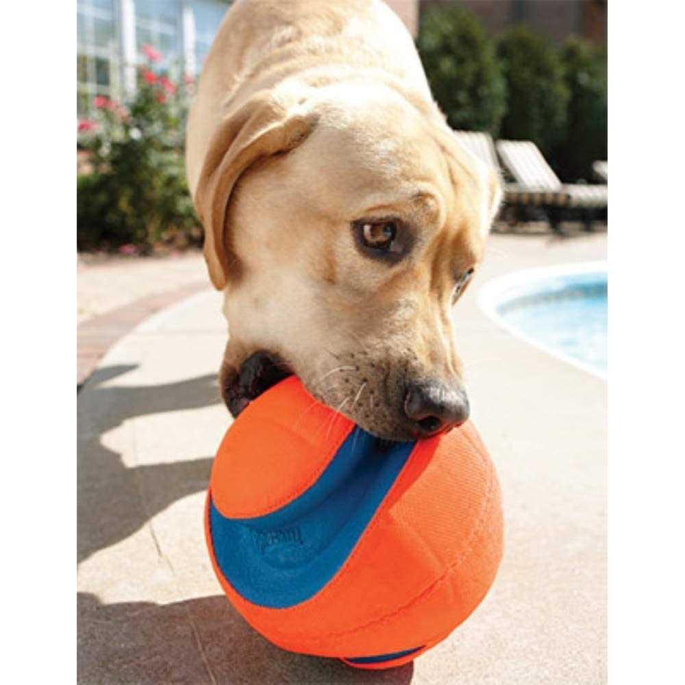 Dog Toy O1605