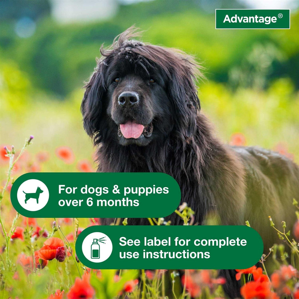 Flea & Tick Treatment Spray for Dogs C5632