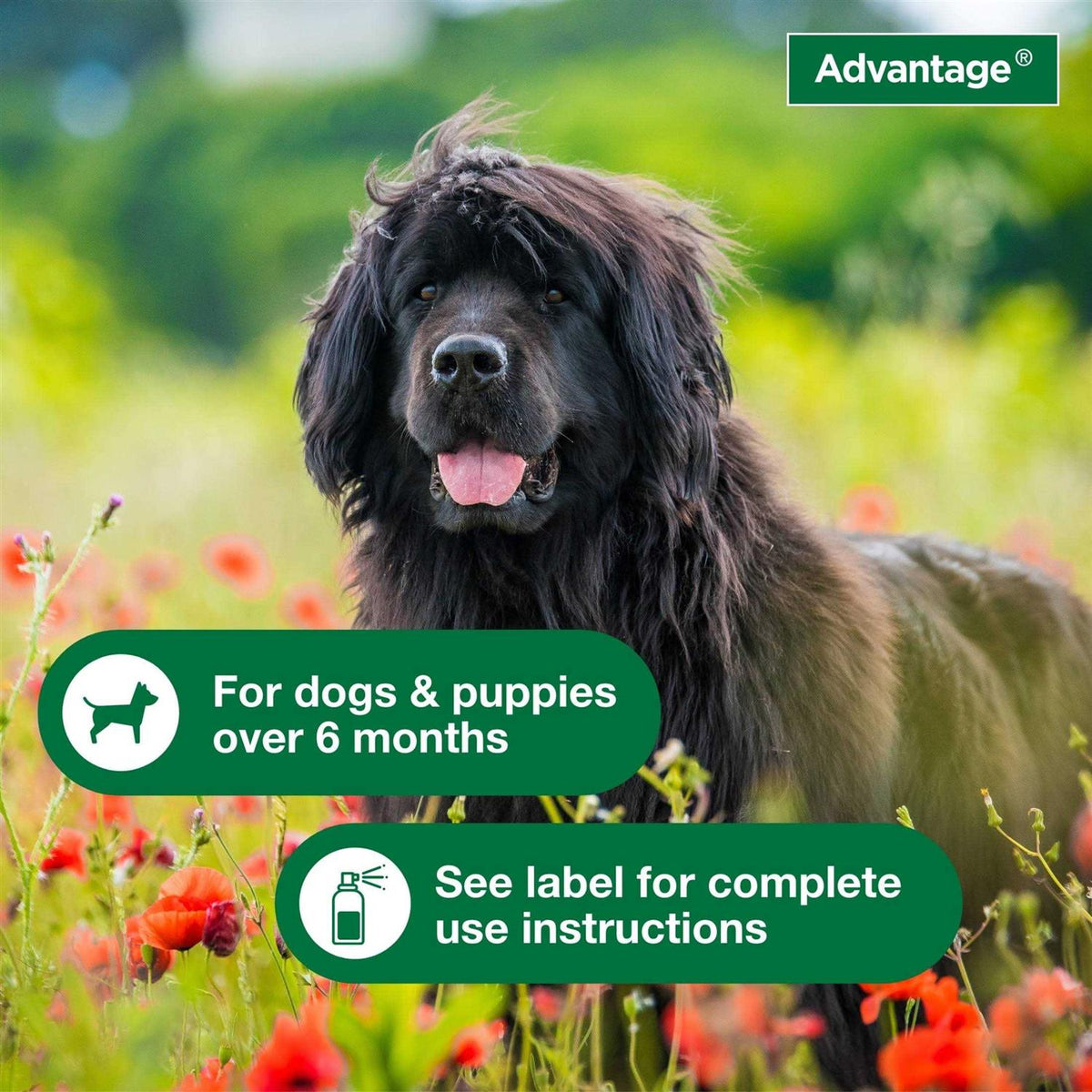 Flea & Tick Treatment Spray for Dogs L329