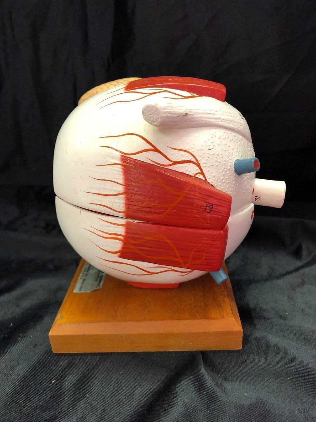 Giant Five Part Eye Anatomical Model M427221