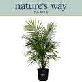 Majesty Palm Live Plant 25-30 inches tall A722
