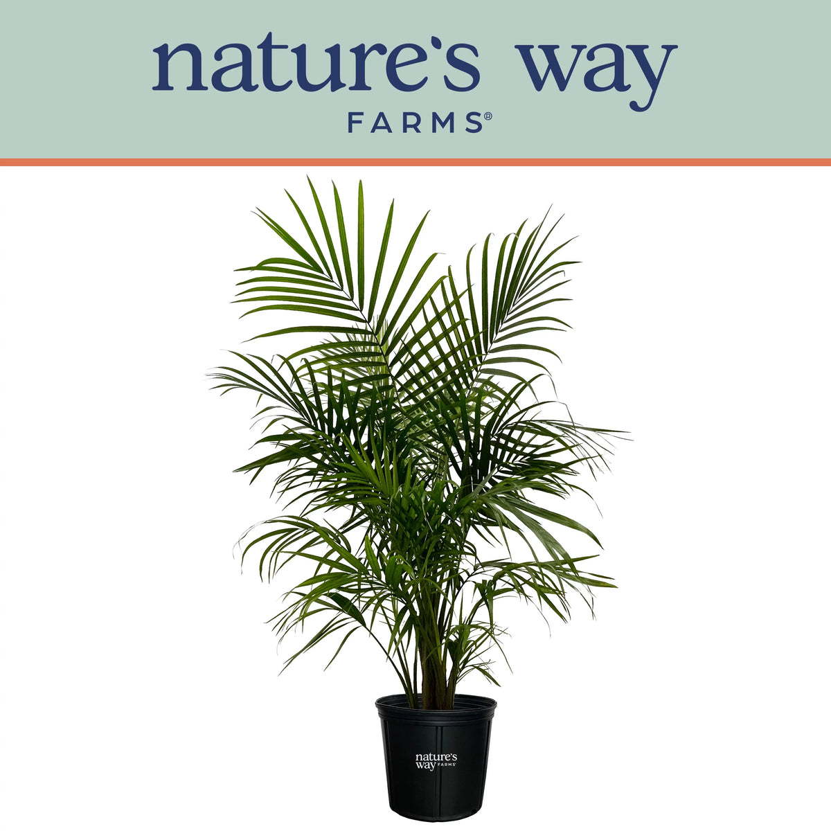 Majesty Palm Live Plant 25-30 inches tall A722