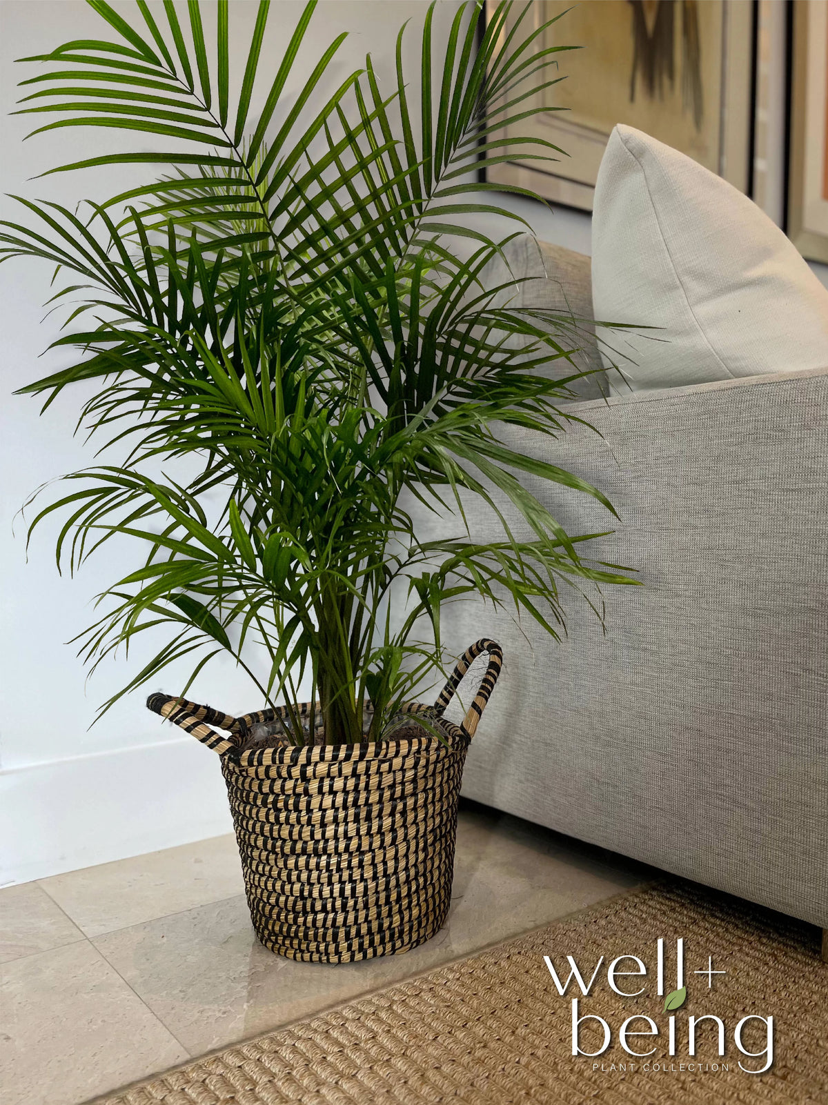 Majesty Palm Live Plant 25-30 inches tall A722