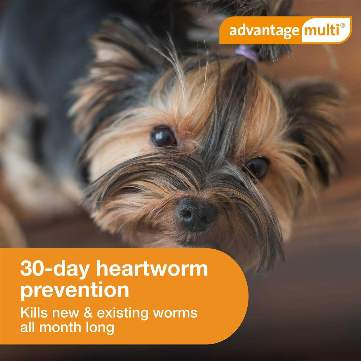 Advantage Multi for Dogs Z55082