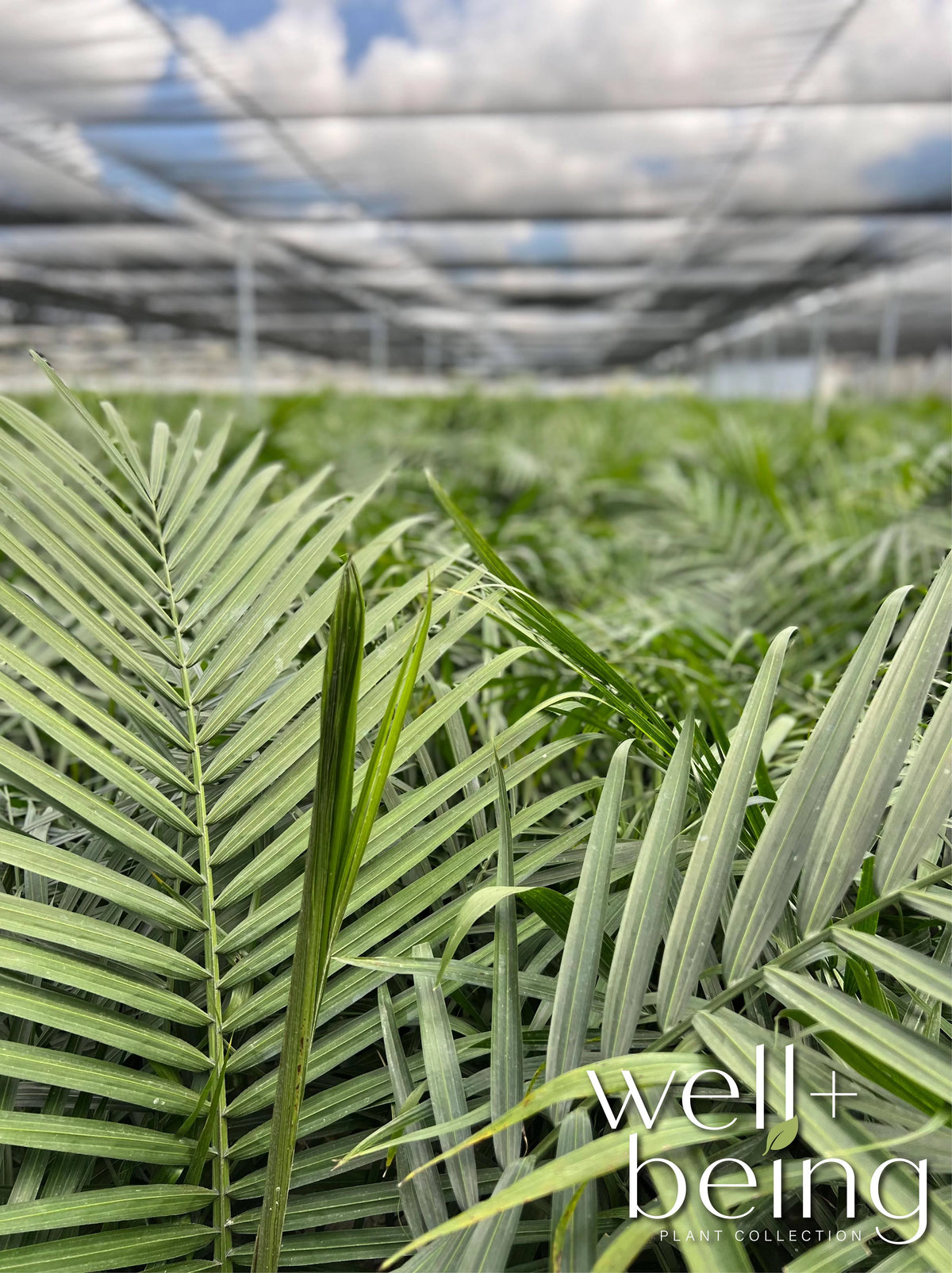 Majesty Palm Live Plant 25-30 inches tall A722